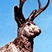 Aww, look at the ky00te li'l jackalope, the soft plush ears, the purty horns...