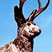 Eeek!  More jackalope thingies!